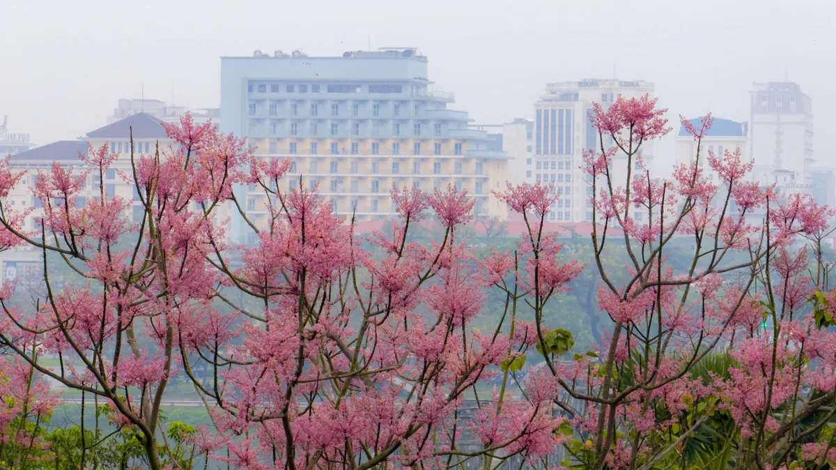 &ldquo;Vương giả chi hoa&rdquo; lặng nở giữa trời cố đ&ocirc; Huế- Ảnh 6.