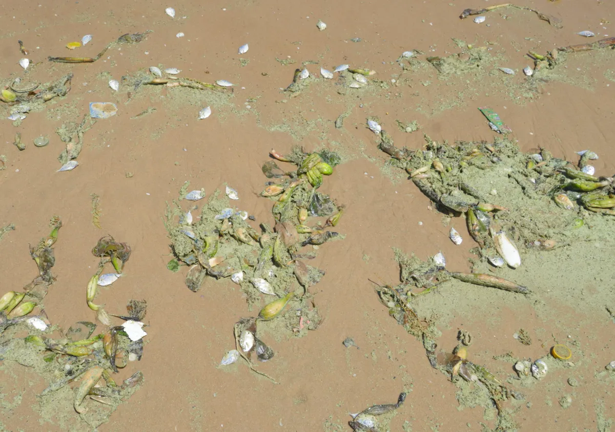 Biển Vũng T&agrave;u đổi m&agrave;u bất thường, nhiều người ngại xuống nước - Ảnh 4.