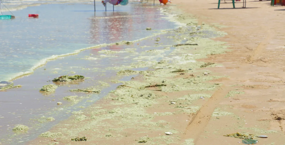 Biển Vũng T&agrave;u đổi m&agrave;u bất thường, nhiều người ngại xuống nước - Ảnh 1.