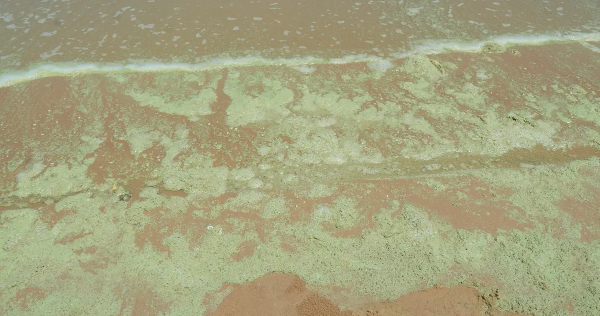 Biển Vũng T&agrave;u đổi m&agrave;u bất thường, nhiều người ngại xuống nước - Ảnh 2.