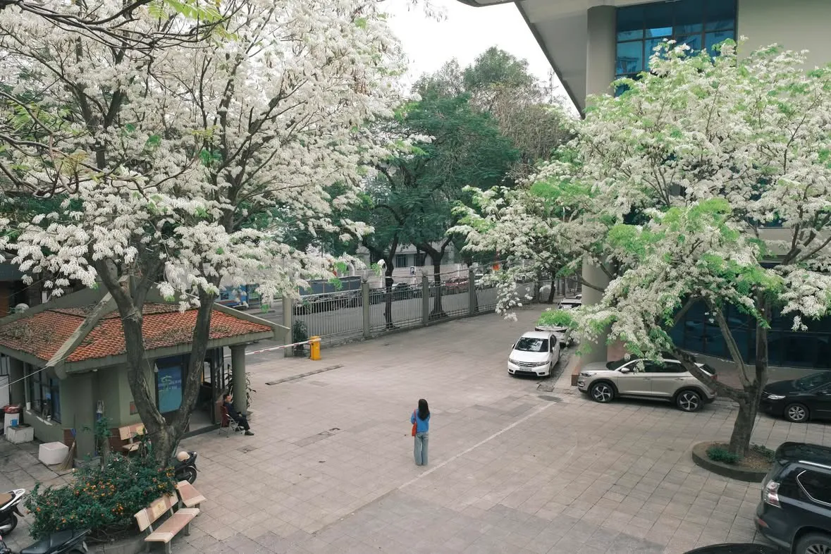 M&ugrave;a hoa sưa H&agrave; Nội: Những khoảng lặng trắng tinh kh&ocirc;i giữa phố thị- Ảnh 3.