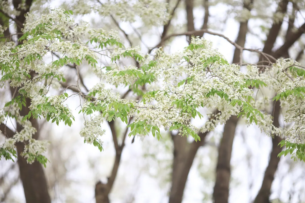 M&ugrave;a hoa sưa H&agrave; Nội: Những khoảng lặng trắng tinh kh&ocirc;i giữa phố thị- Ảnh 1.