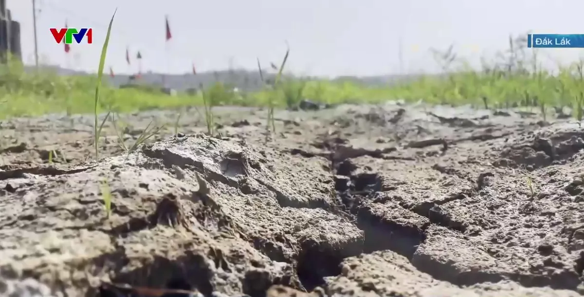 Đắk Lắk: H&agrave;ng trăm hecta ruộng bỏ hoang v&igrave; nhiễm mặn sau lũ - Ảnh 1.