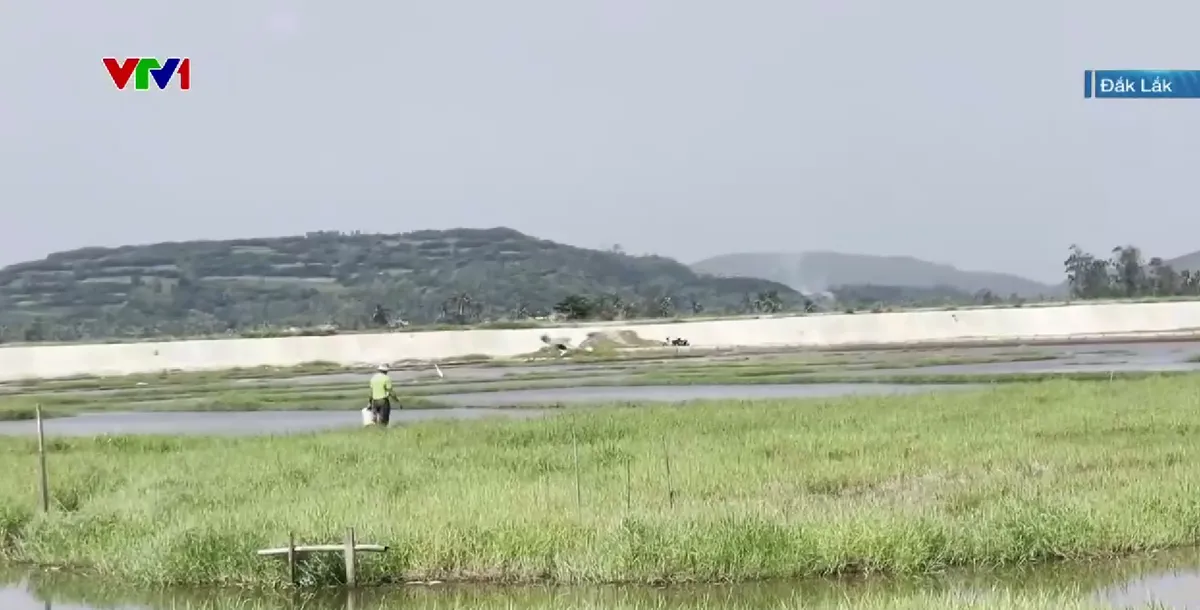 Đắk Lắk: H&agrave;ng trăm hecta ruộng bỏ hoang v&igrave; nhiễm mặn sau lũ - Ảnh 2.