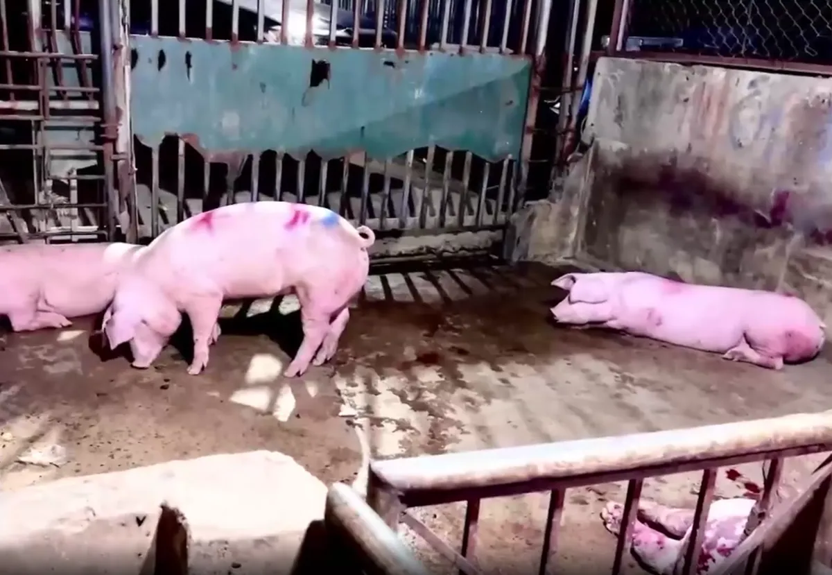 Lỗ hổng kiểm soát và những mắt xích tiếp tay trong lò mổ Vạn Phúc - Ảnh 1.