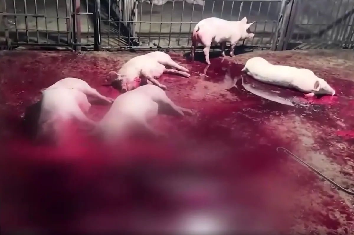 Lỗ hổng kiểm soát và những mắt xích tiếp tay trong lò mổ Vạn Phúc - Ảnh 3.