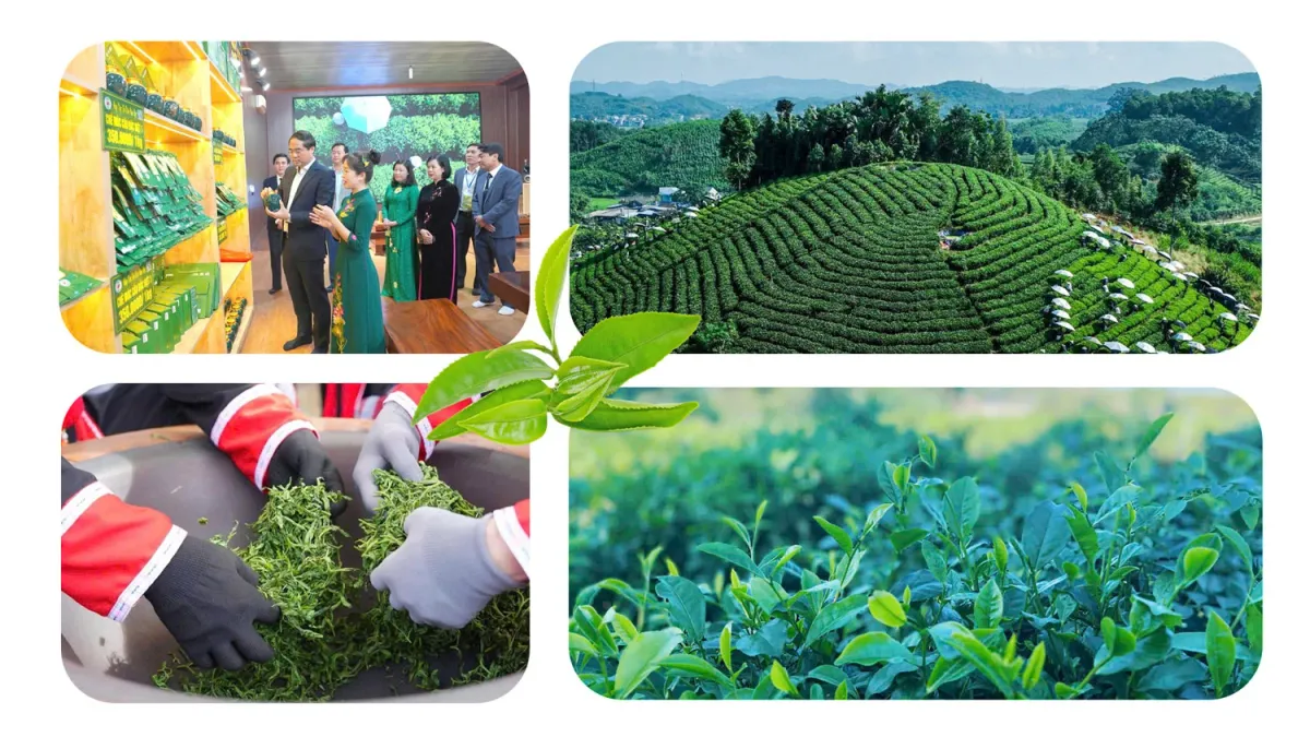 Sắc xu&acirc;n tr&ecirc;n những nương ch&egrave; Th&aacute;i Nguy&ecirc;n: H&agrave;nh tr&igrave;nh xanh của sự đổi mới- Ảnh 3.