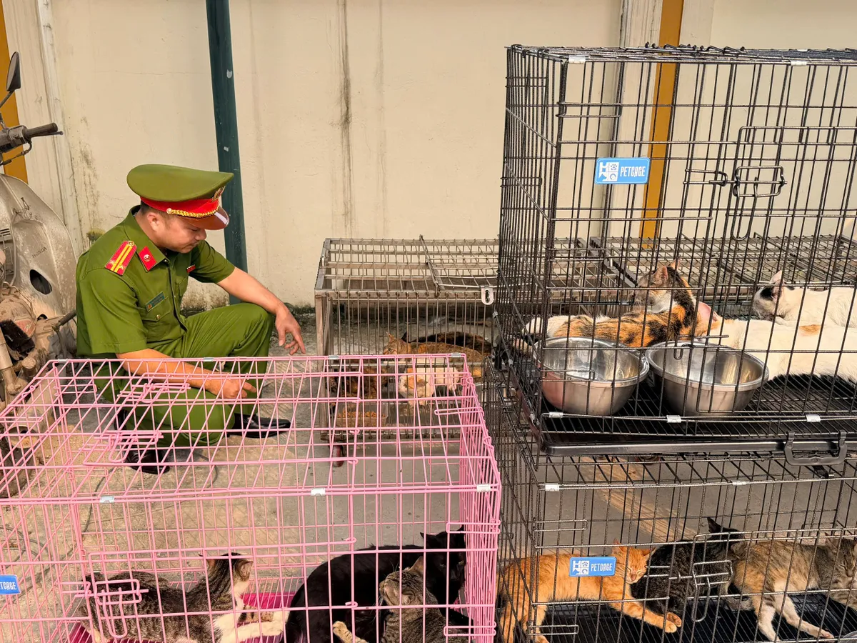 C&ocirc;ng an H&agrave; Nội triệt ph&aacute; ổ nh&oacute;m trộm cắp, ti&ecirc;u thụ hơn 300 con m&egrave;o - Ảnh 2.