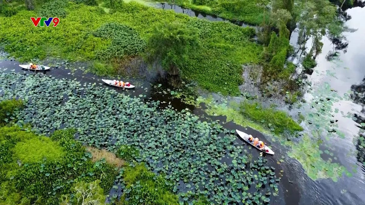 Ấn tượng phương Nam: Rừng tràm Trà Sư, nơi thiên nhiên kể chuyện