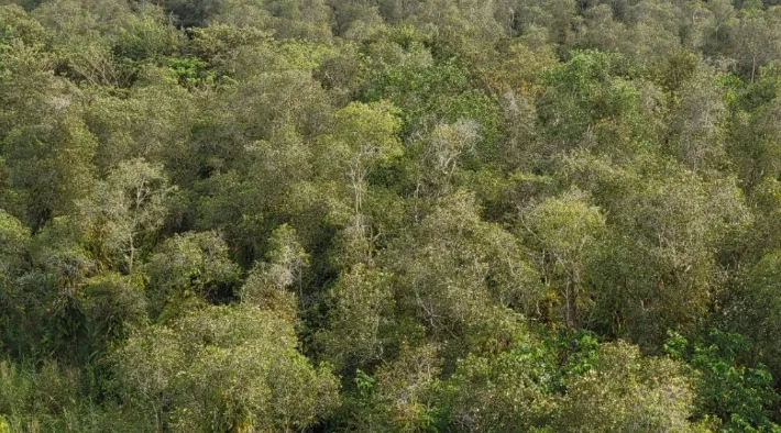 Siết chặt bảo vệ rừng, giữ g&igrave;n &ldquo;l&aacute; phổi xanh&rdquo; của ĐBSCL - Ảnh 1.