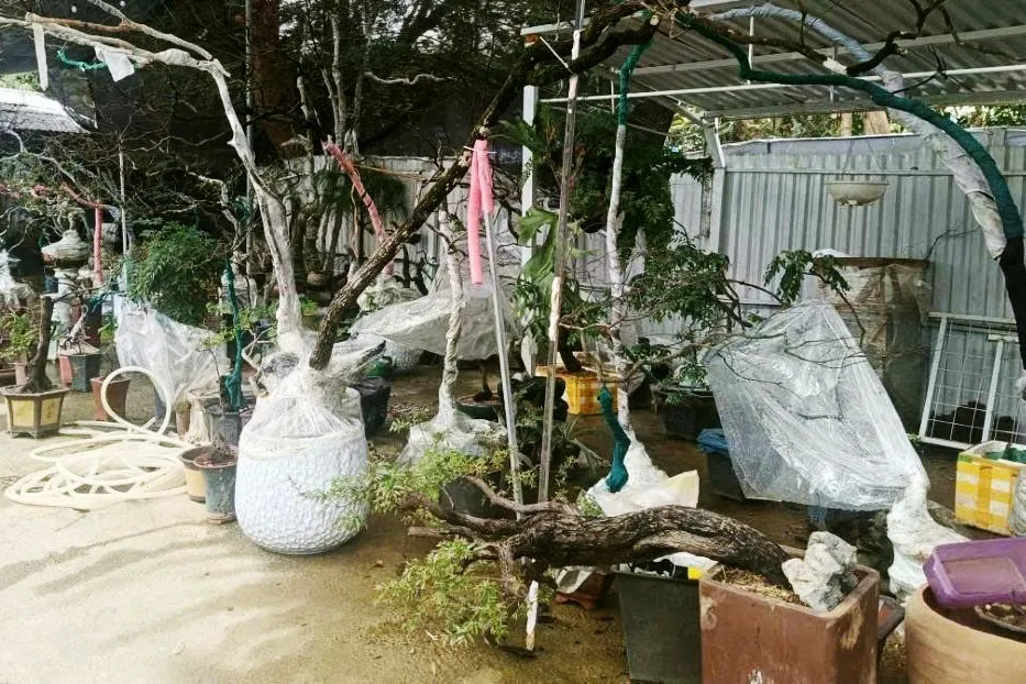 Cơn sốt săn l&ugrave;ng &ldquo;muội hồng&rdquo;: Th&uacute; chơi tiềm ẩn hệ lụy ph&aacute;p l&yacute; - Ảnh 3.