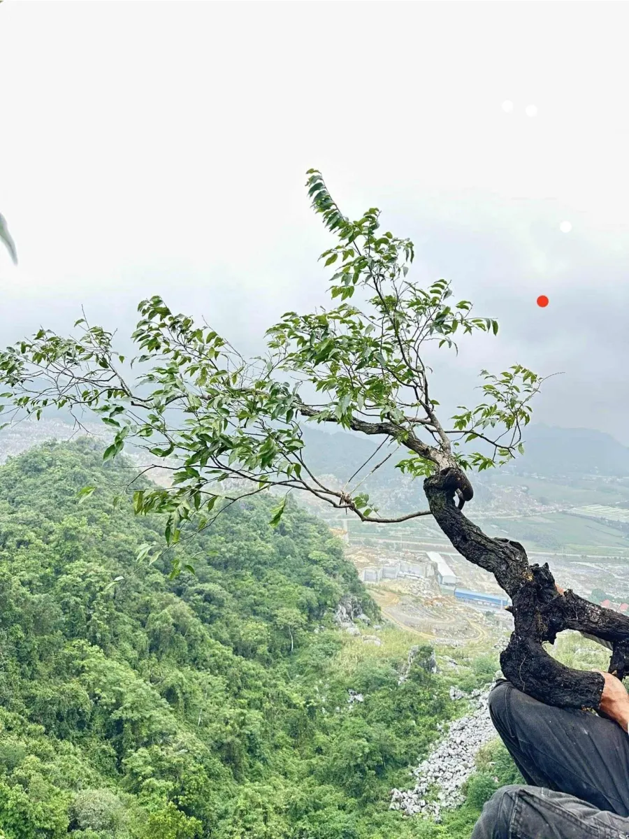 Cơn sốt săn l&ugrave;ng &ldquo;muội hồng&rdquo;: Th&uacute; chơi tiềm ẩn hệ lụy ph&aacute;p l&yacute; - Ảnh 1.