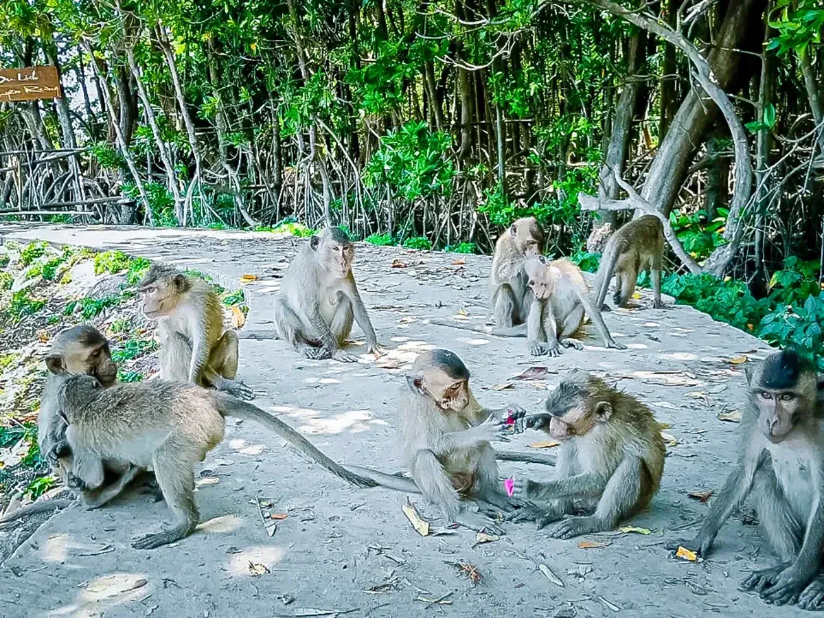 Kh&aacute;m ph&aacute; &ldquo;đảo khỉ&rdquo; giữa rừng bần C&ugrave; Lao Dung: Điểm đến sinh th&aacute;i độc đ&aacute;o miền T&acirc;y- Ảnh 1.