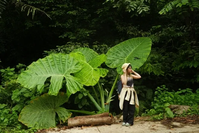 Bụi r&aacute;y khổng lồ ở C&uacute;c Phương th&agrave;nh điểm check-in h&uacute;t kh&aacute;ch- Ảnh 1.