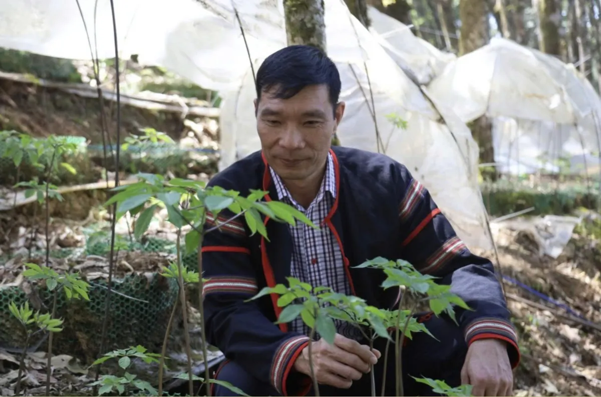 Tận dụng hệ sinh thái đa dạng, Quảng Ngãi thúc đẩy phát triển dược liệu- Ảnh 1. Tận dụng hệ sinh thái đa dạng, Quảng Ngãi thúc đẩy phát triển dược liệu- Ảnh 1.