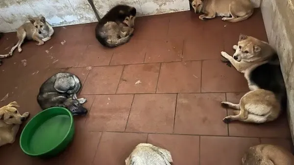 Triệt ph&aacute; ổ nh&oacute;m trộm ch&oacute; d&ugrave;ng s&uacute;ng điện, bắt khẩn cấp 4 đối tượng tại Đa Ph&uacute;c- Ảnh 1.