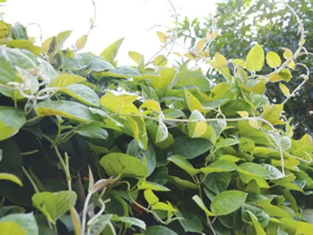 L&aacute; mơ l&ocirc;ng: Thảo dược d&acirc;n gian hỗ trợ ti&ecirc;u h&oacute;a nhưng cần d&ugrave;ng đ&uacute;ng c&aacute;ch- Ảnh 1.