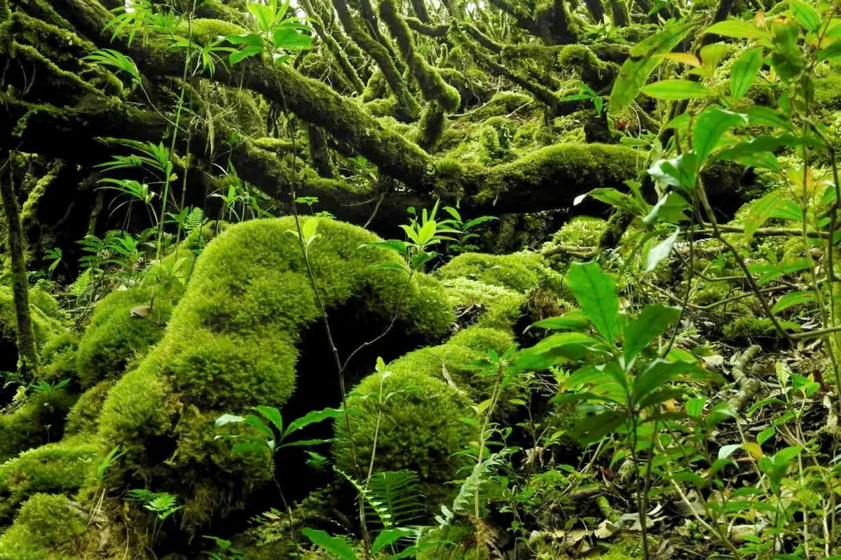 Rừng đỗ quy&ecirc;n đỉnh K&rsquo;lang khoe sắc, h&uacute;t kh&aacute;ch m&ecirc; kh&aacute;m ph&aacute;- Ảnh 1.