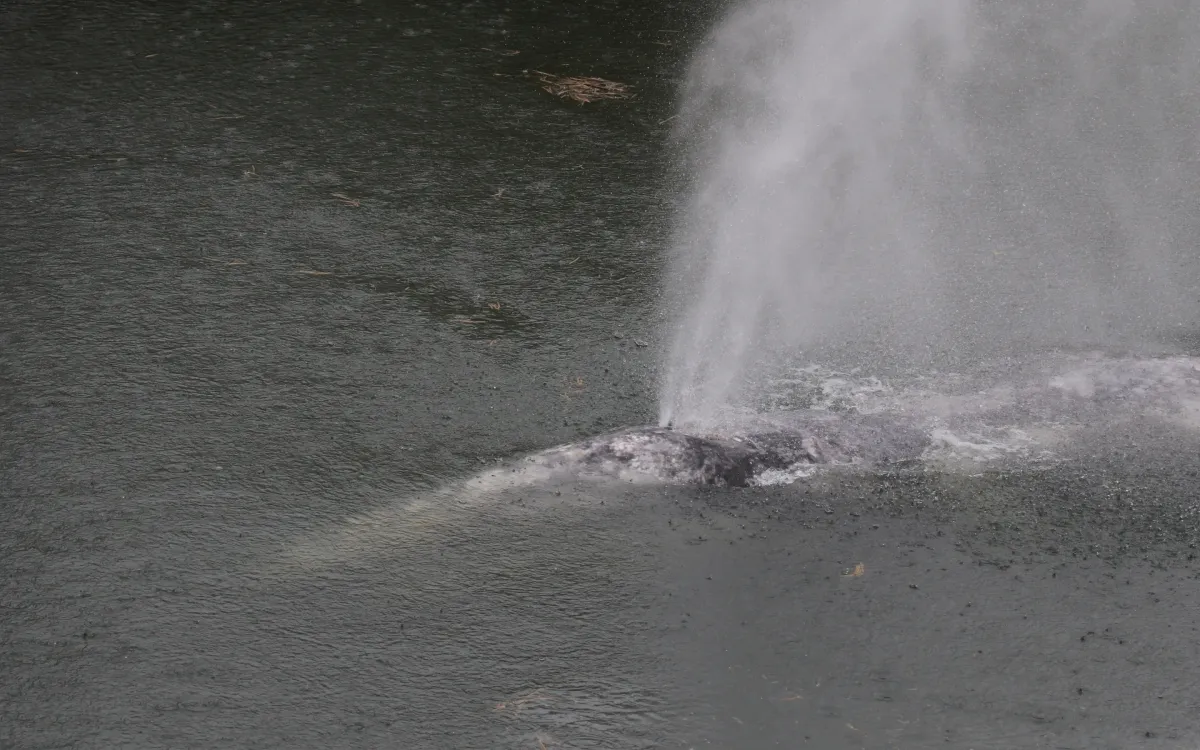 Cá voi xám bơi trên sông Willapa gần vịnh Willapa, bang Washington, ngày 1/4/2026. (Ảnh: AP)