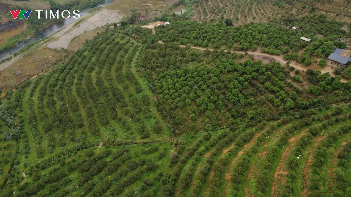 X&atilde; v&ugrave;ng cao Thu C&uacute;c (Ph&uacute; Thọ): Ph&aacute;t triển kinh tế đồi rừng &ndash; hướng đi bền vững gi&uacute;p người d&acirc;n x&oacute;a đ&oacute;i giảm ngh&egrave;o - Ảnh 1.