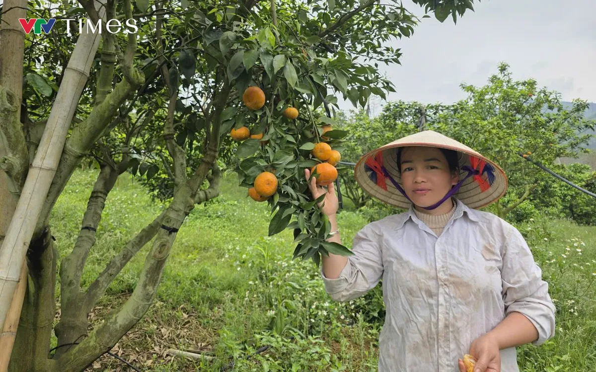 Cam canh là một trong những cây chủ lực của địa phương giúp người dân xóa đói giảm nghèo.