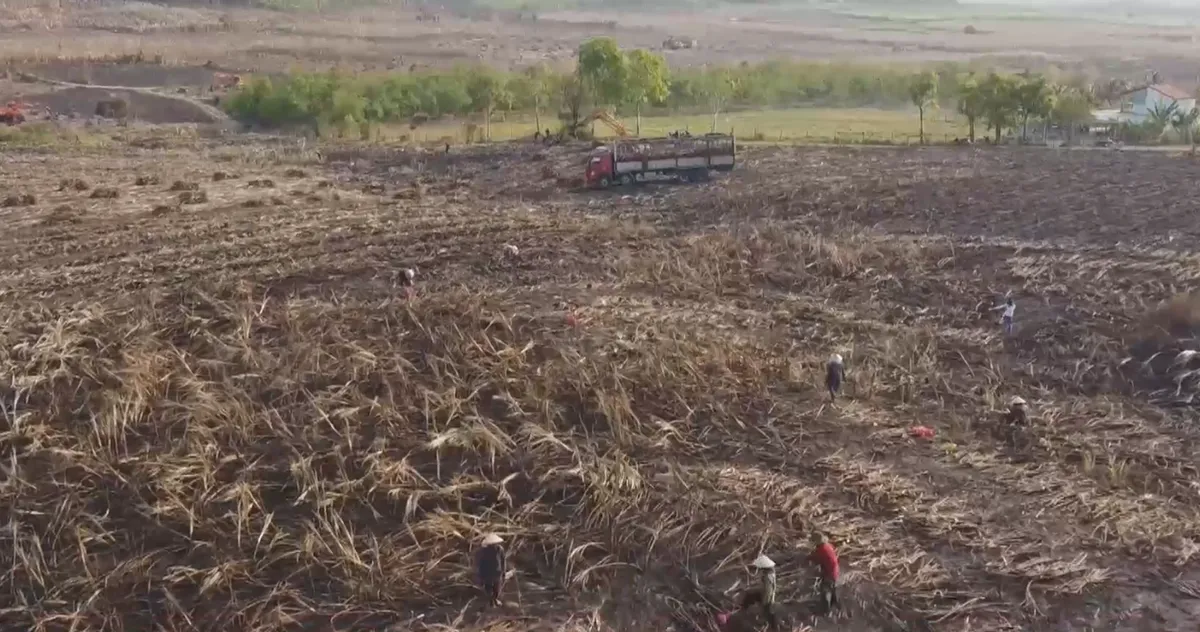 Đắk Lắk: N&ocirc;ng d&acirc;n bất an v&igrave; m&iacute;a bị ch&aacute;y trong m&ugrave;a cao điểm nắng n&oacute;ng- Ảnh 1.