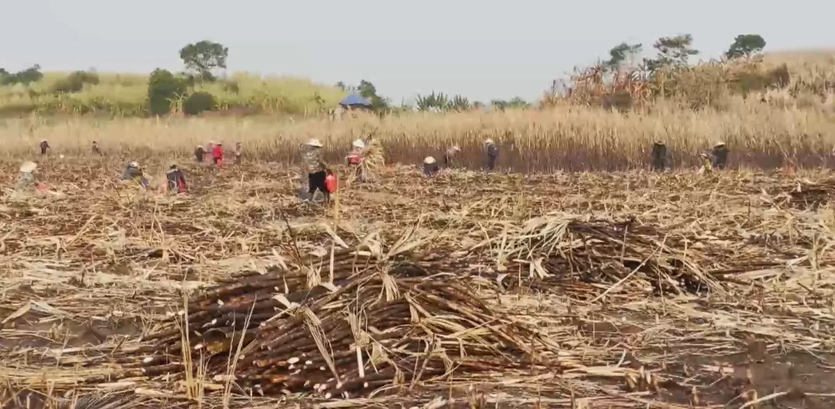 Đắk Lắk: N&ocirc;ng d&acirc;n bất an v&igrave; m&iacute;a bị ch&aacute;y trong m&ugrave;a cao điểm nắng n&oacute;ng- Ảnh 4.