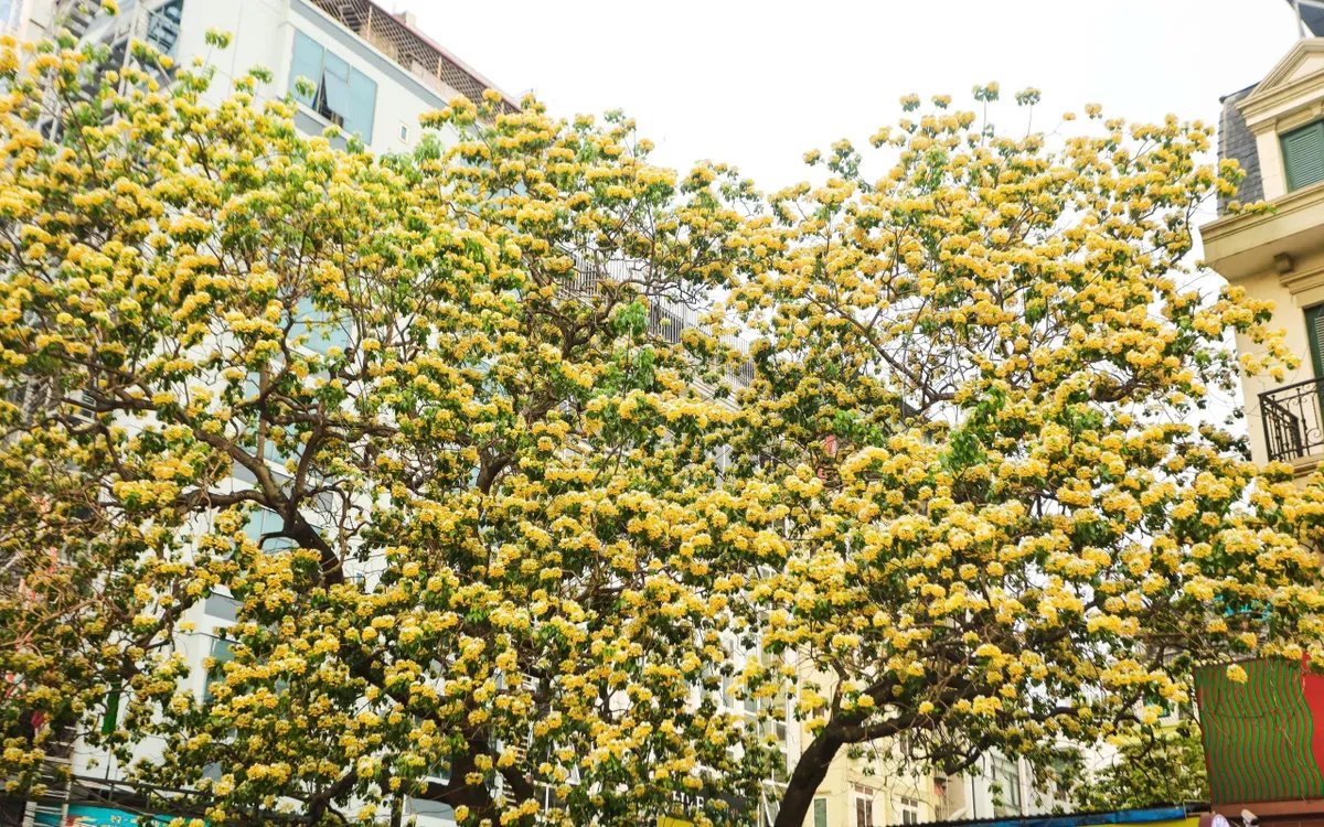 Cây bún (còn gọi là Bạch hoa hay Màn màn) là loài cây thân gỗ, thường nở hoa vào độ cuối tháng 3, đầu tháng 4 dương lịch. Tại Hà Nội, cây bún không được trồng phổ biến thành những con đường dài như bằng lăng hay hoa sưa, mà chỉ thưa thớt ở vài địa điểm lâu đời. Nổi tiếng nhất phải kể đến cây bún tại làng Hà Trì (Hà Đông) và khu vực Đình Thôn (Từ Liêm).