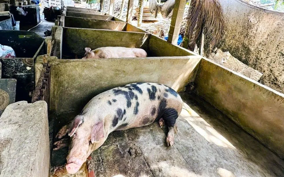 Lâm Đồng siết chặt kiểm soát giết mổ, xử lý nghiêm vi phạm an toàn thực phẩm.