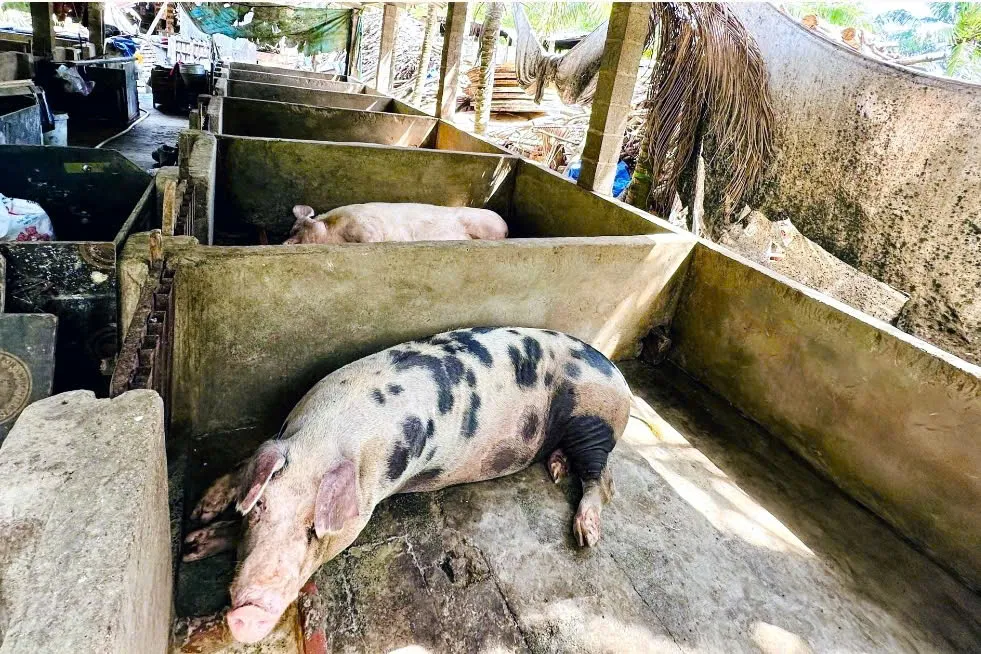 Lâm Đồng siết chặt kiểm soát giết mổ, xử lý nghiêm vi phạm an toàn thực phẩm - Ảnh 1.