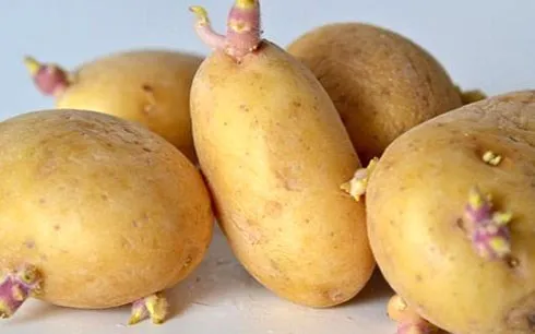 5 thực phẩm tiềm ẩn nguy cơ g&acirc;y ngộ độc cần tr&aacute;nh- Ảnh 1.