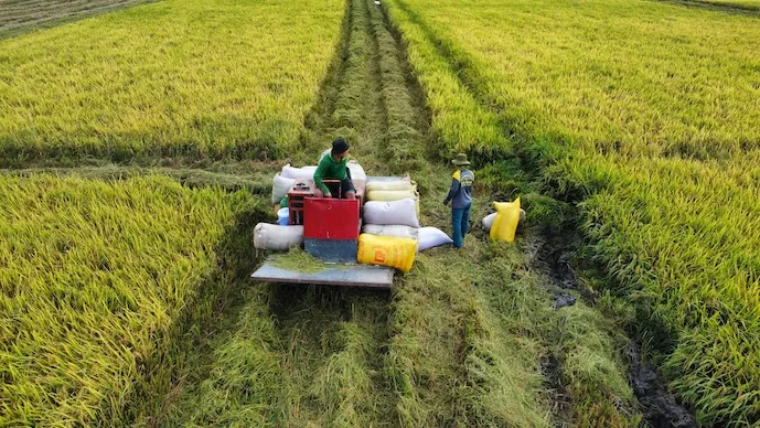 Xuất khẩu gạo: cần giải ph&aacute;p &lsquo;nu&ocirc;i dưỡng&rsquo; nguồn h&agrave;ng qua giai đoạn kh&oacute;- Ảnh 1.