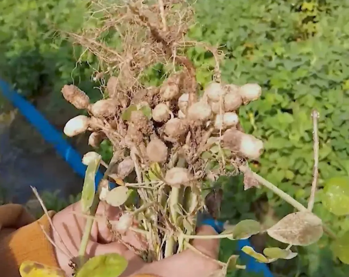 Chuyển đổi cây trồng: Hướng đi mới từ cây đậu phộng- Ảnh 2. Chuyển đổi cây trồng: Hướng đi mới từ cây đậu phộng- Ảnh 2.