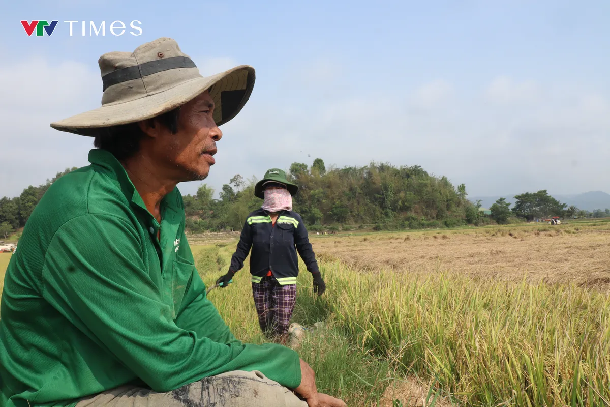 N&ocirc;ng d&acirc;n v&ugrave;ng l&uacute;a ph&iacute;a Nam L&acirc;m Đồng lao đao v&igrave; gi&aacute; giảm, chi ph&iacute; tăng - Ảnh 1.