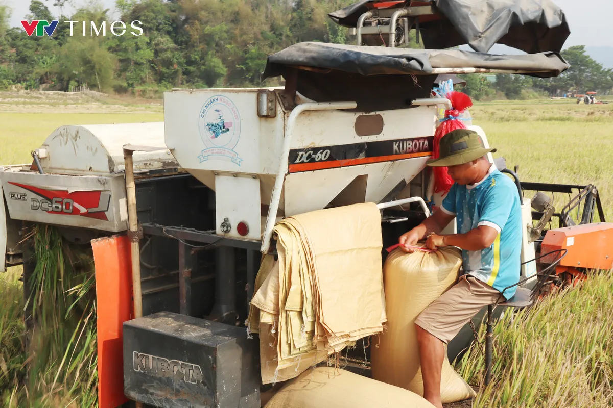 N&ocirc;ng d&acirc;n v&ugrave;ng l&uacute;a ph&iacute;a Nam L&acirc;m Đồng lao đao v&igrave; gi&aacute; giảm, chi ph&iacute; tăng - Ảnh 2.