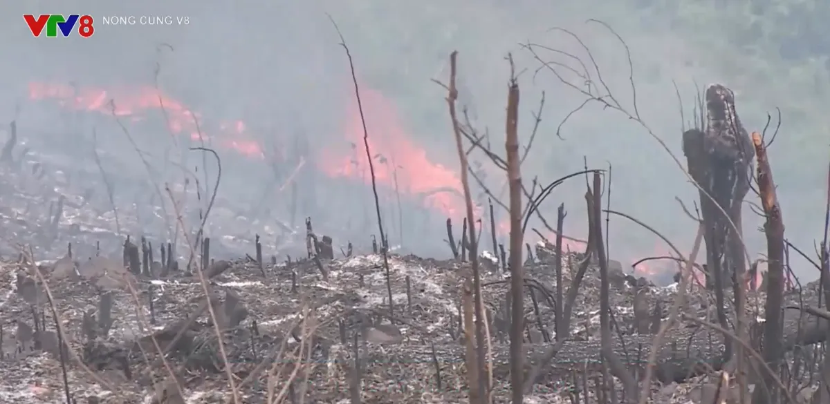 Báo động đỏ cháy rừng tại miền Trung và Tây Nguyên- Ảnh 1. Báo động đỏ cháy rừng tại miền Trung và Tây Nguyên- Ảnh 1.