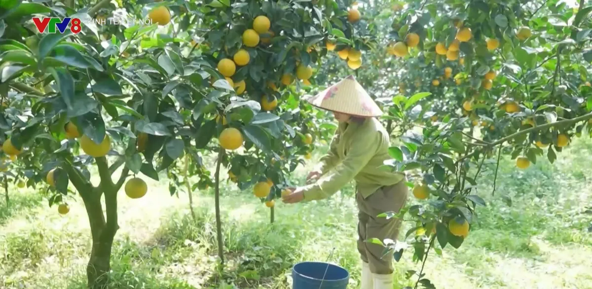  N&ocirc;ng d&acirc;n H&agrave; Tĩnh được m&ugrave;a Cam- Ảnh 1.