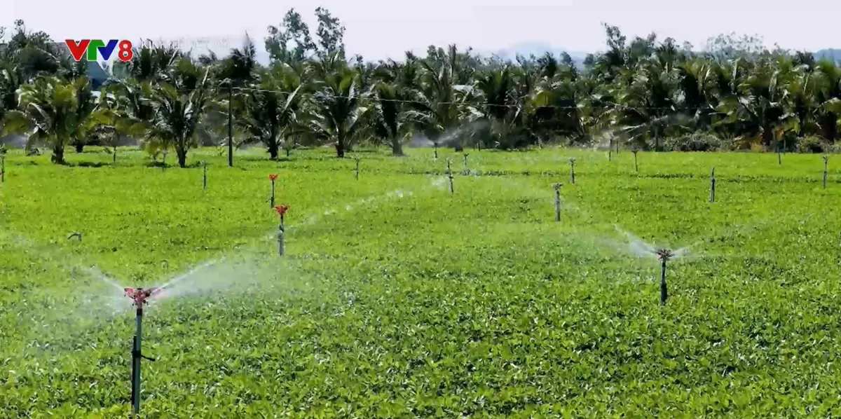 Chuyển đổi cây trồng: Hướng đi mới từ cây đậu phộng- Ảnh 1. Chuyển đổi cây trồng: Hướng đi mới từ cây đậu phộng- Ảnh 1.