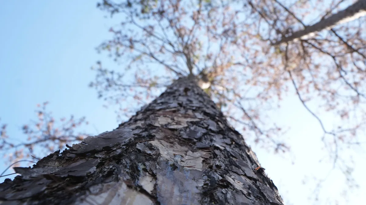 Mất rừng v&agrave; hệ lụy an ninh trật tự: Kh&ocirc;ng thể n&eacute; tr&aacute;nh tr&aacute;ch nhiệm- Ảnh 5.