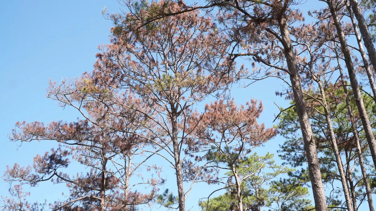 Mất rừng v&agrave; hệ lụy an ninh trật tự: Kh&ocirc;ng thể n&eacute; tr&aacute;nh tr&aacute;ch nhiệm- Ảnh 2.