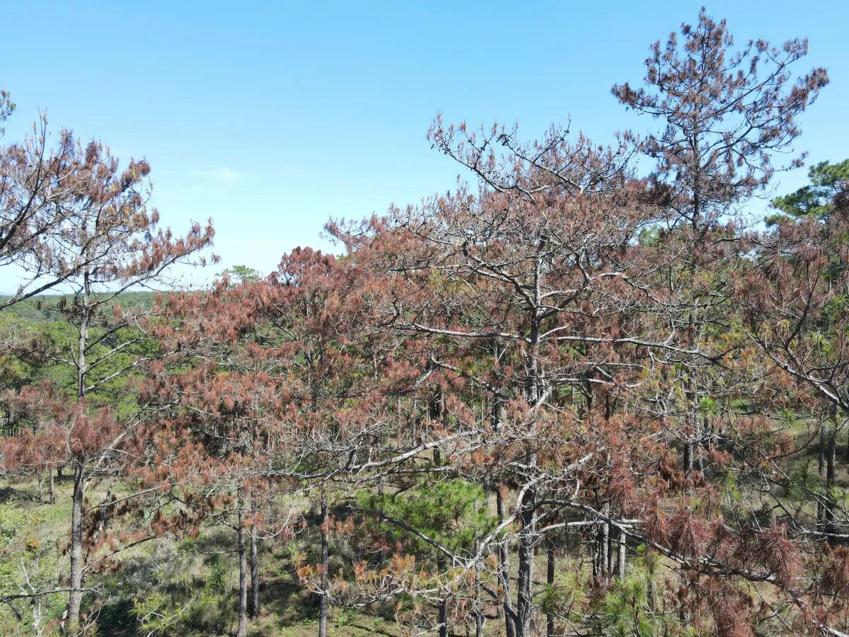 Mất rừng v&agrave; hệ lụy an ninh trật tự: Kh&ocirc;ng thể n&eacute; tr&aacute;nh tr&aacute;ch nhiệm- Ảnh 1.