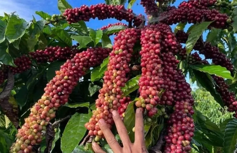 Bản tin nông sản hôm nay (9-4): Giá cà phê giảm sâu, giá hồ tiêu tăng- Ảnh 1. Bản tin nông sản hôm nay (9-4): Giá cà phê giảm sâu, giá hồ tiêu tăng- Ảnh 1.