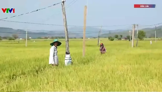 Nông dân chống hạn cứu lúa- Ảnh 2. Nông dân chống hạn cứu lúa- Ảnh 2.