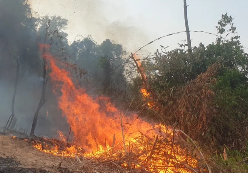 Điện Bi&ecirc;n: Bảo vệ rừng từ sớm, từ xa - Ảnh 3.