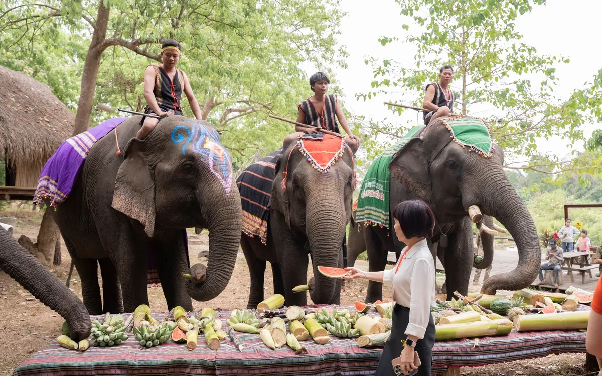 Du khách cho voi ăn tại Buôn Đôn, Đắk Lắk
