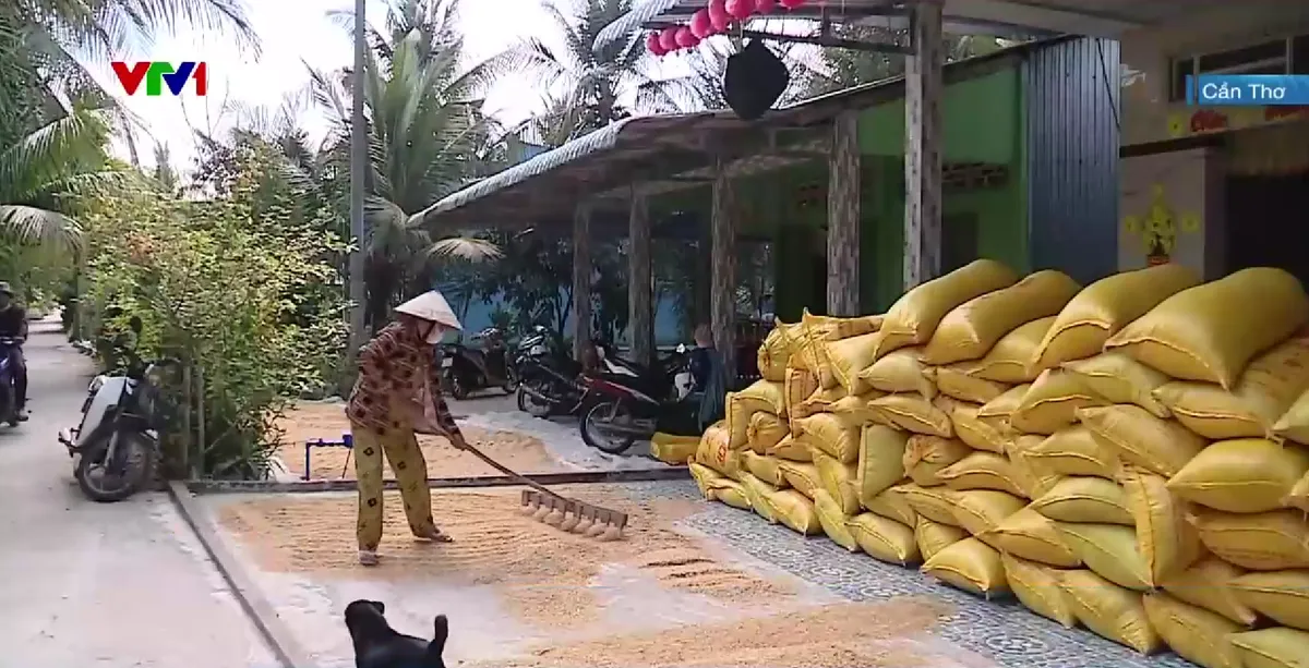 Cần Thơ: N&ocirc;ng d&acirc;n chật vật dưới nắng n&oacute;ng gay gắt - Ảnh 1.