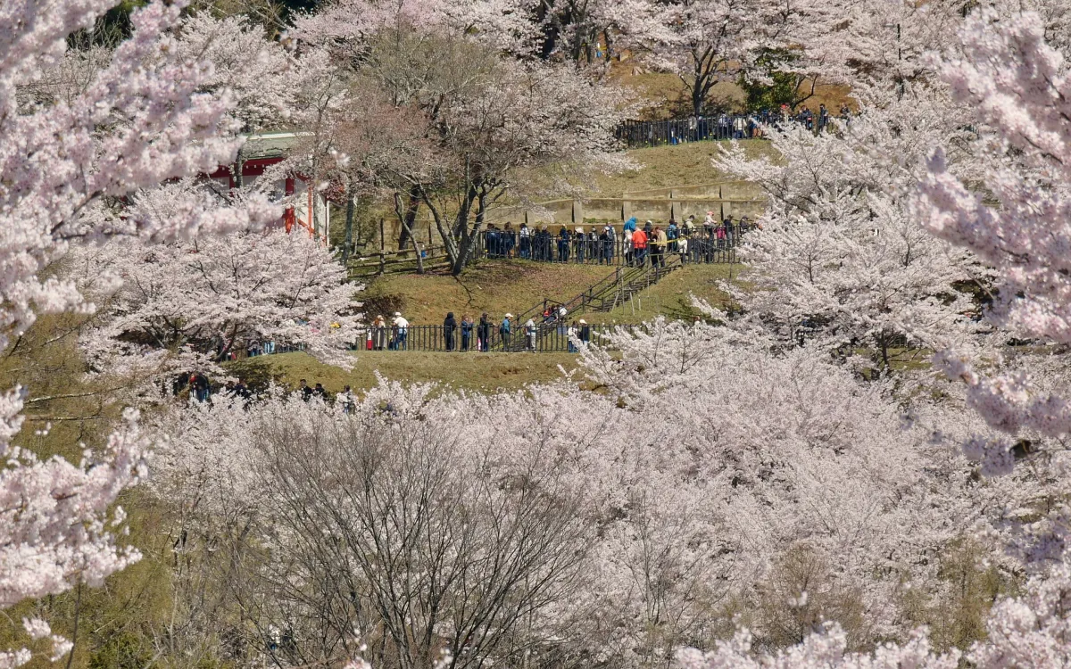Du khách trong và ngoài nước đến công viên Arakurayama Sengen tại Fujiyoshida, phía Tây Tokyo, ngày 8/4/2026 (Ảnh: AP)
