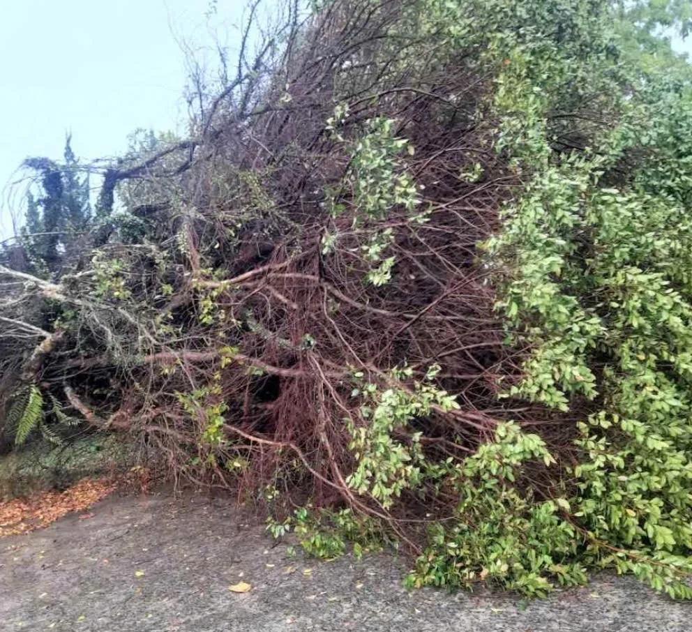 Lốc xo&aacute;y g&acirc;y thiệt hại nhiều nh&agrave; d&acirc;n, c&acirc;y xanh đổ h&agrave;ng loạt tại Bảo Lộc- Ảnh 3.