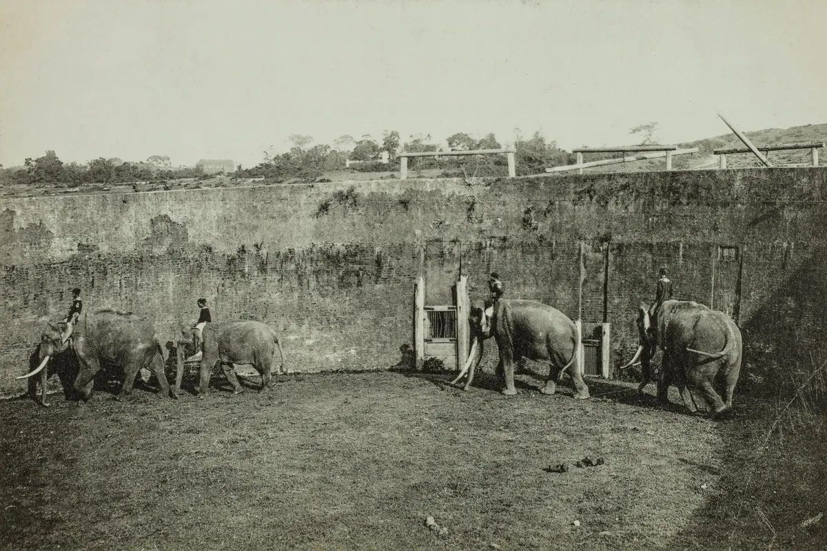 Hổ Quyền - đấu trường voi hổ v&agrave; dấu ấn quyền lực triều Nguyễn- Ảnh 4.