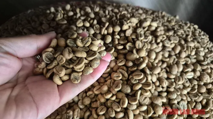 Gi&aacute; c&agrave; ph&ecirc; ng&agrave;y 10-4: Robusta v&agrave; Arabica c&ugrave;ng giảm- Ảnh 1.
